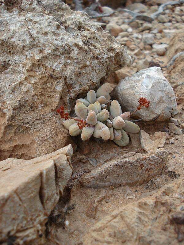 Image of Crassula elegans Schönl. & Baker fil.