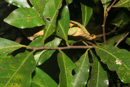 Imagem de Mespilodaphne veraguensis