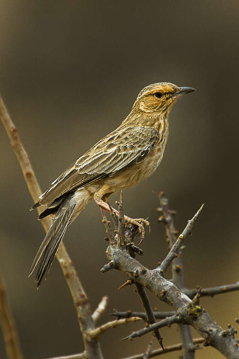 Image of Pink-breasted Lark