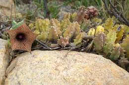 Image of Ceropegia loeseneriana (Schltr.) Bruyns