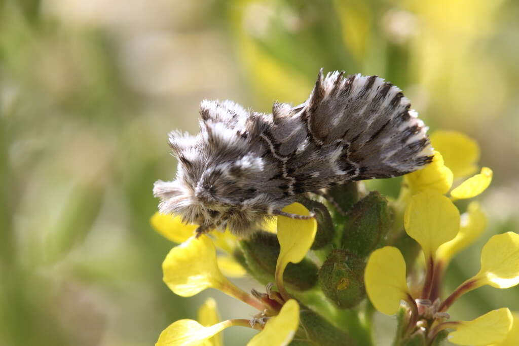 Image of Cleonymia baetica Rambur 1837