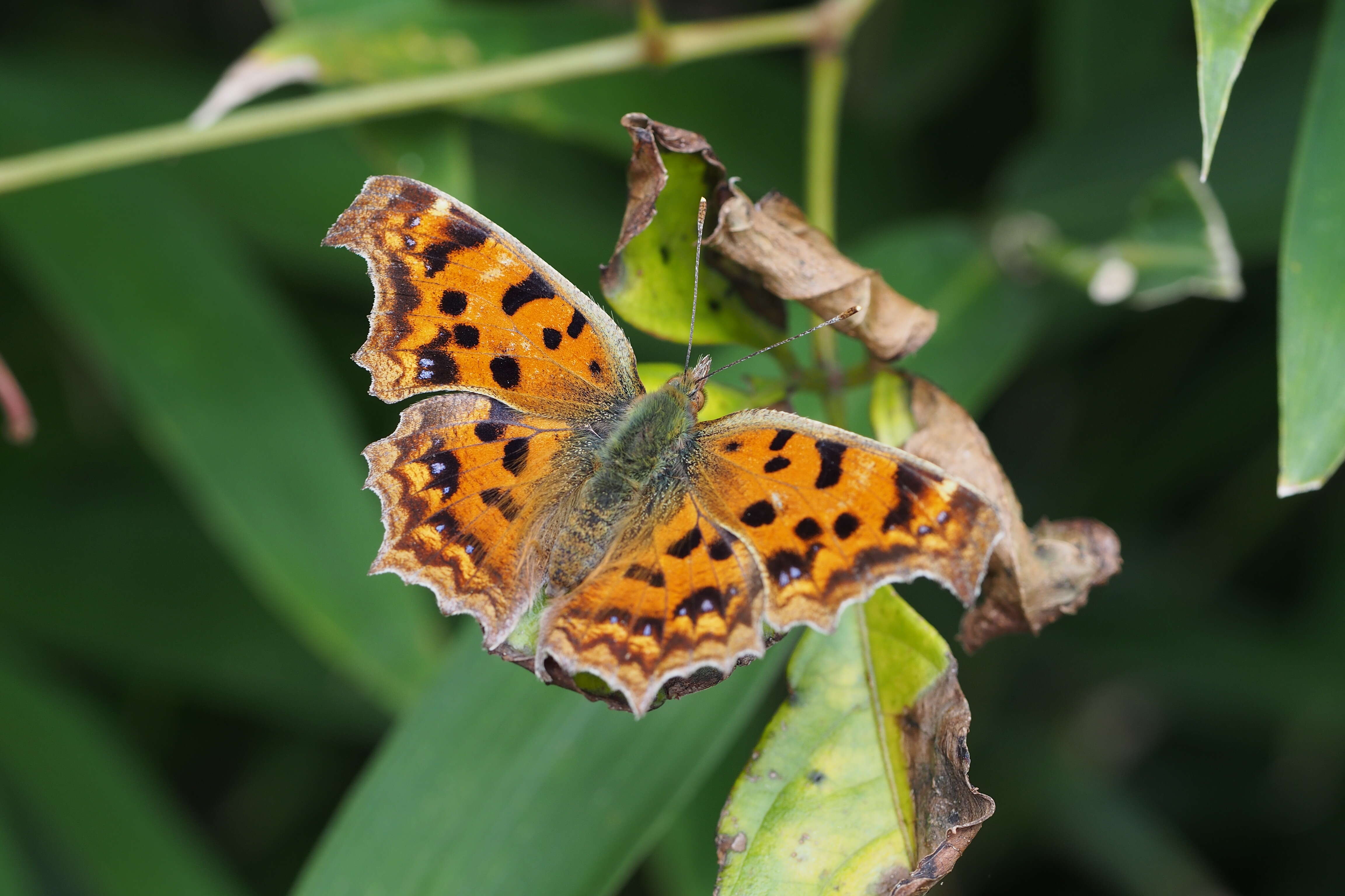 Слика од Polygonia c-aureum Linnaeus 1758