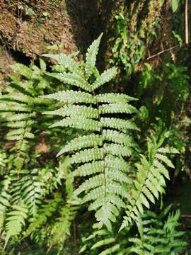 Parathelypteris angulariloba (Ching) Ching的圖片