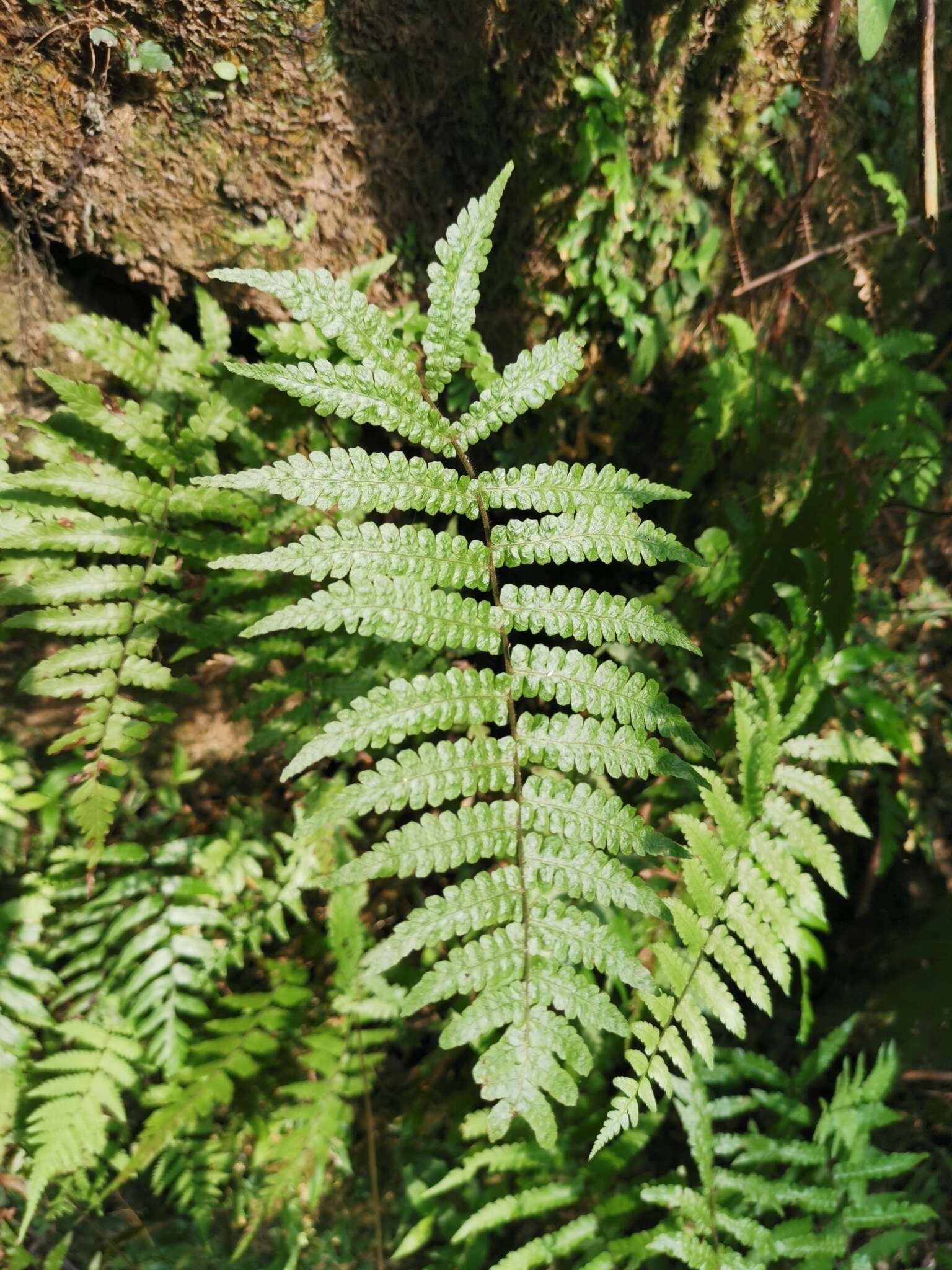 Image of Parathelypteris angulariloba (Ching) Ching