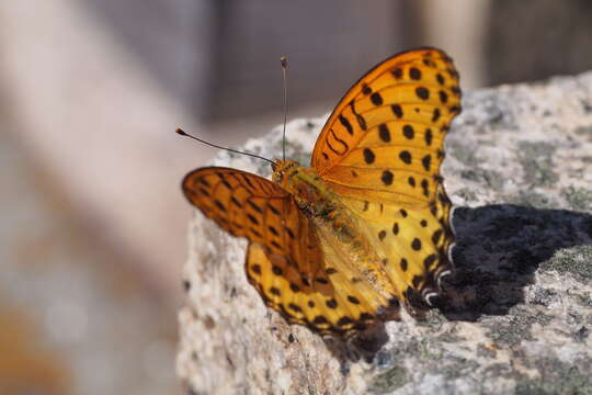 Image of Argynnis hyperbius