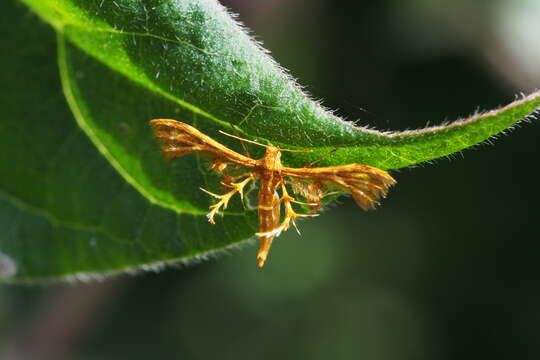 Deuterocopus albipunctatus Fletcher 1910 resmi