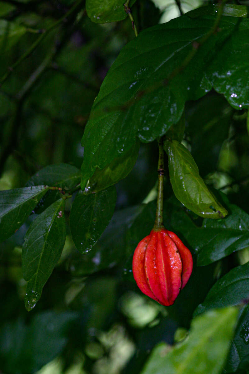 Image of Capparis erythrocarpos Isert