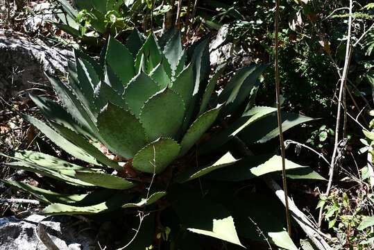 Image of Chamula agave