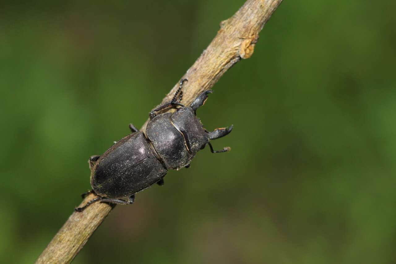 Image of Serrognathus (Lasiodorcus) taurus subtaurus Maes 1992