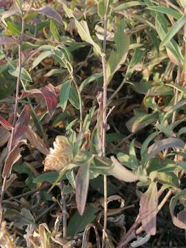 Image of feather-head knapweed