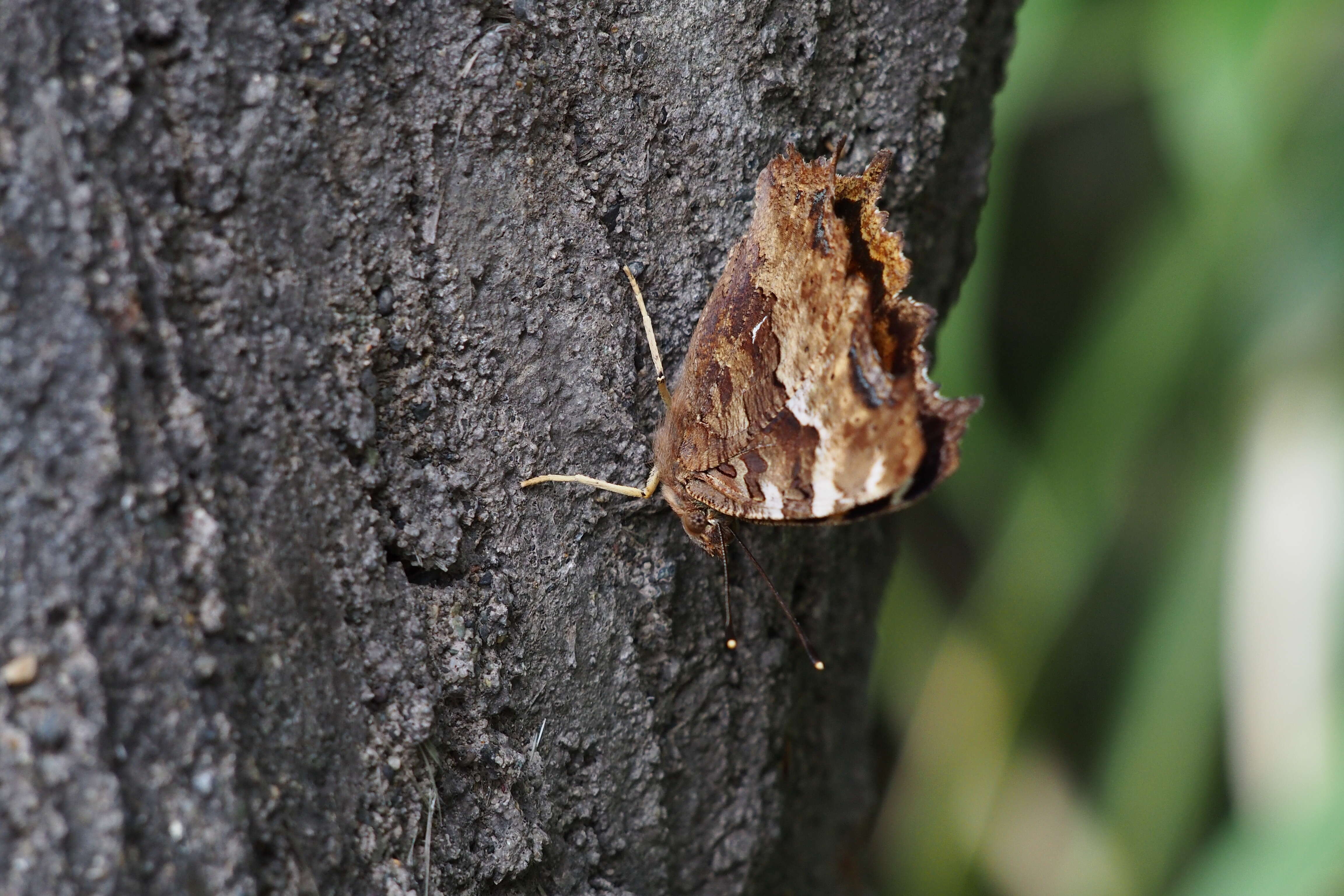 Plancia ëd Nymphalis vaualbum