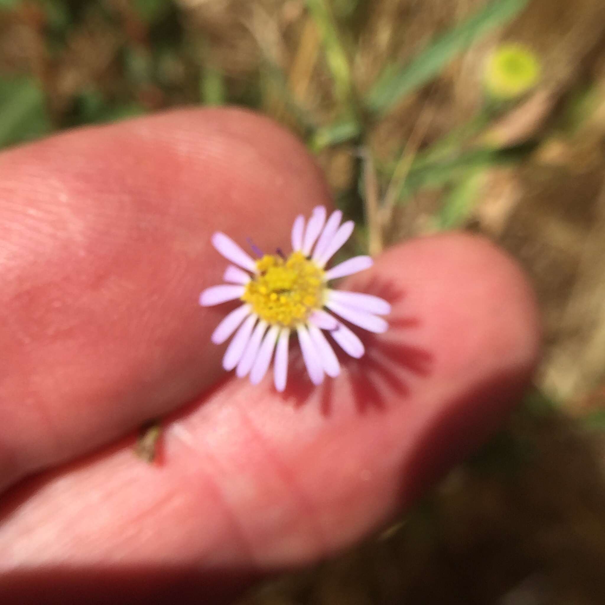 Image of Franciscan erigeron