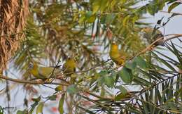 Image of Yellow-footed Green Pigeon