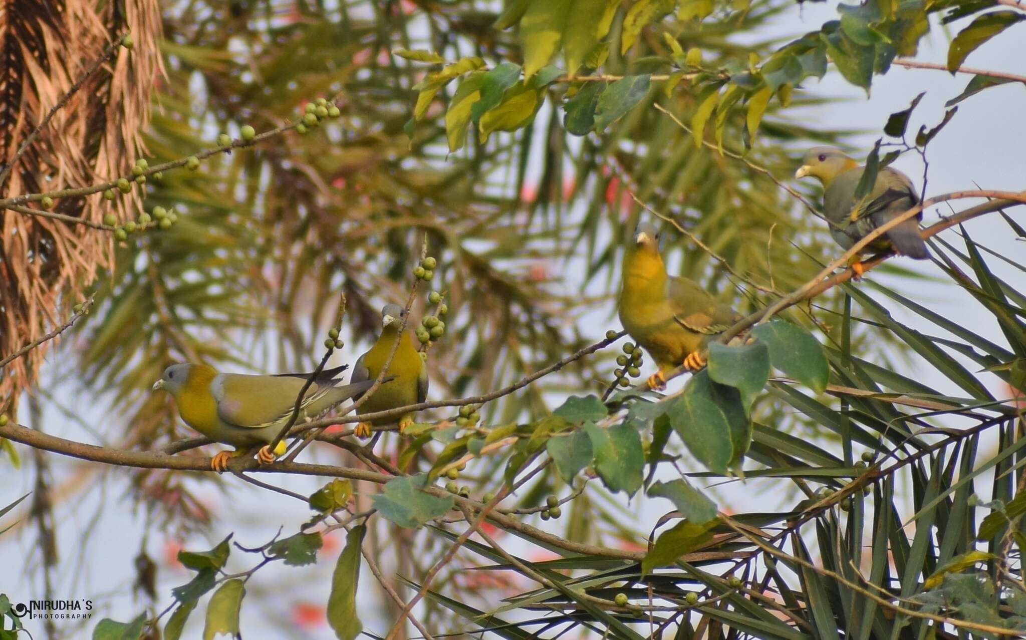 Image of Yellow-footed Green Pigeon