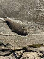 Image of Speckled sanddab