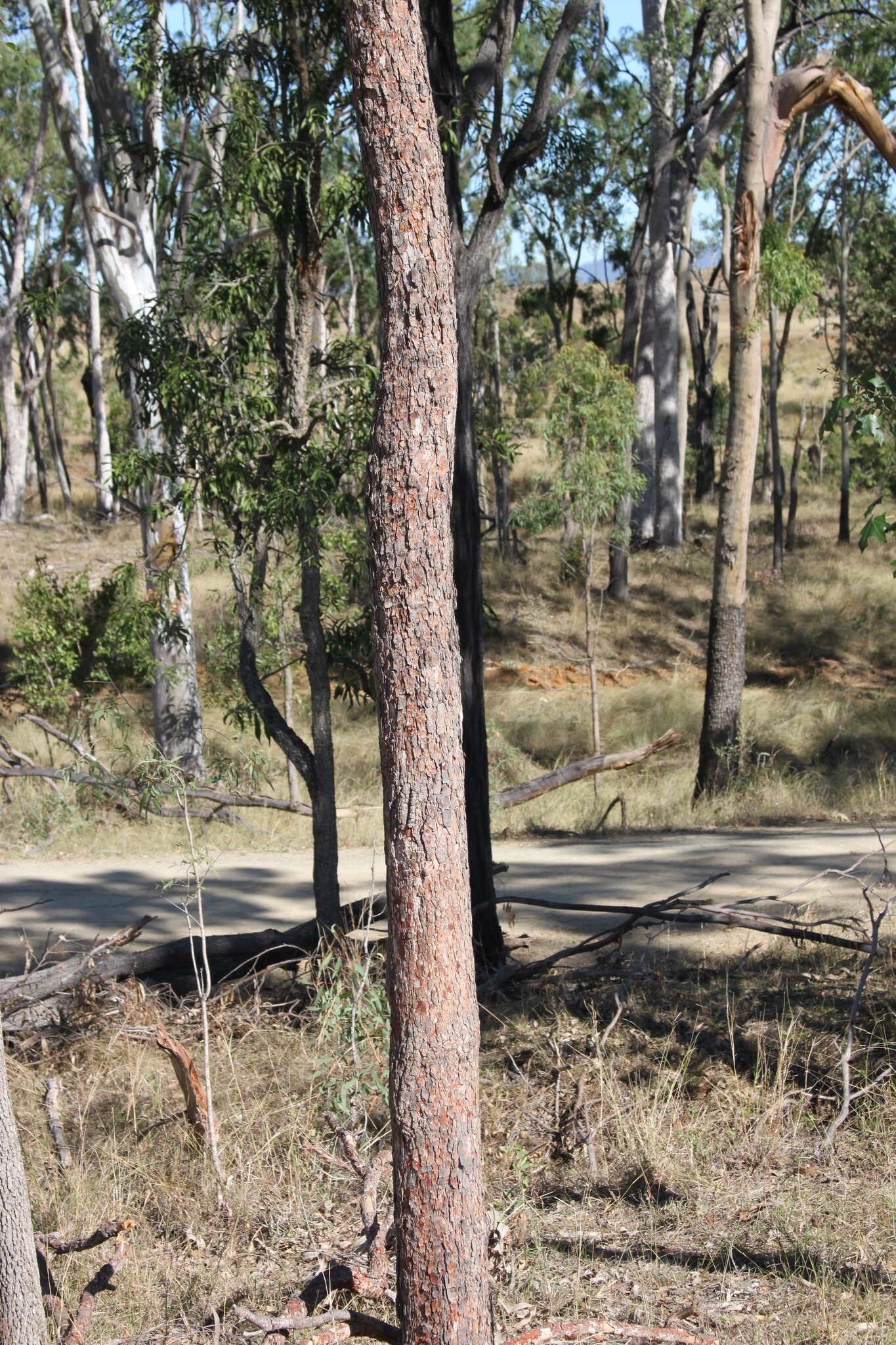 Image of Corymbia erythrophloia (Blakely) K. D. Hill & L. A. S. Johnson