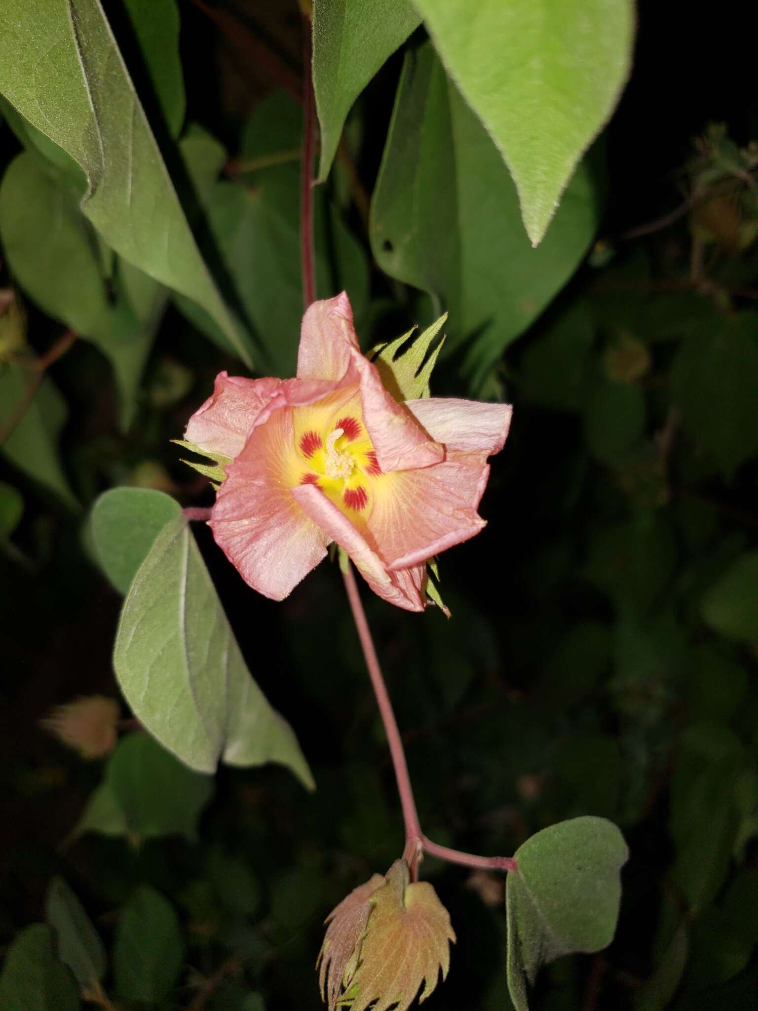 Image de Gossypium klotzschianum Anderss.