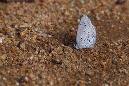 Image of holly blue