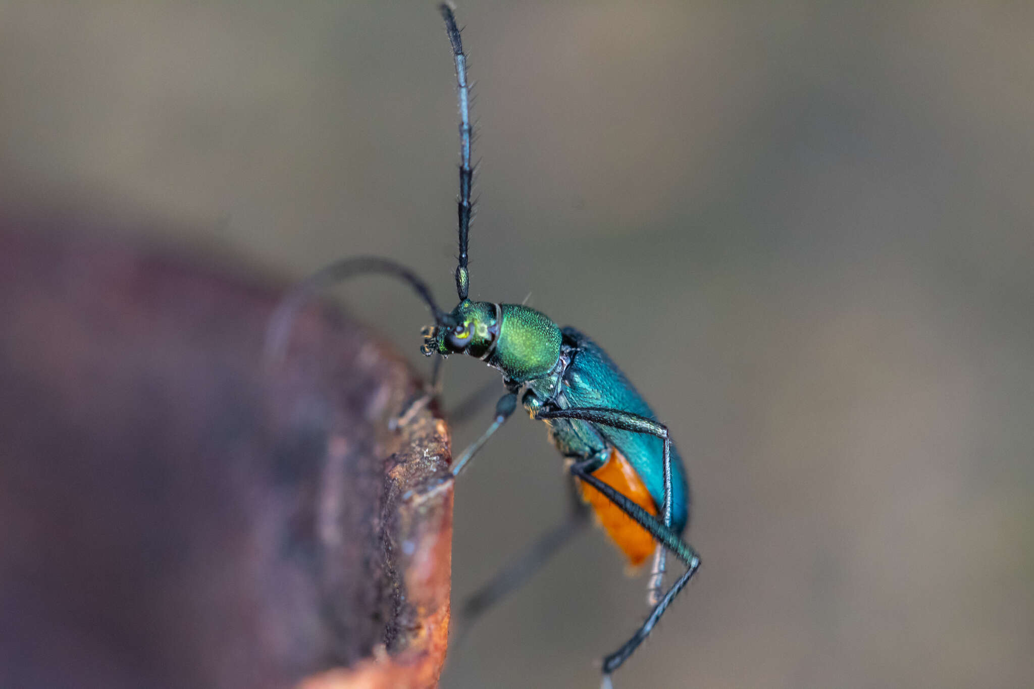 Image of Chrysoprasis hirtula White 1853