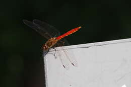 Image of Autumn darter