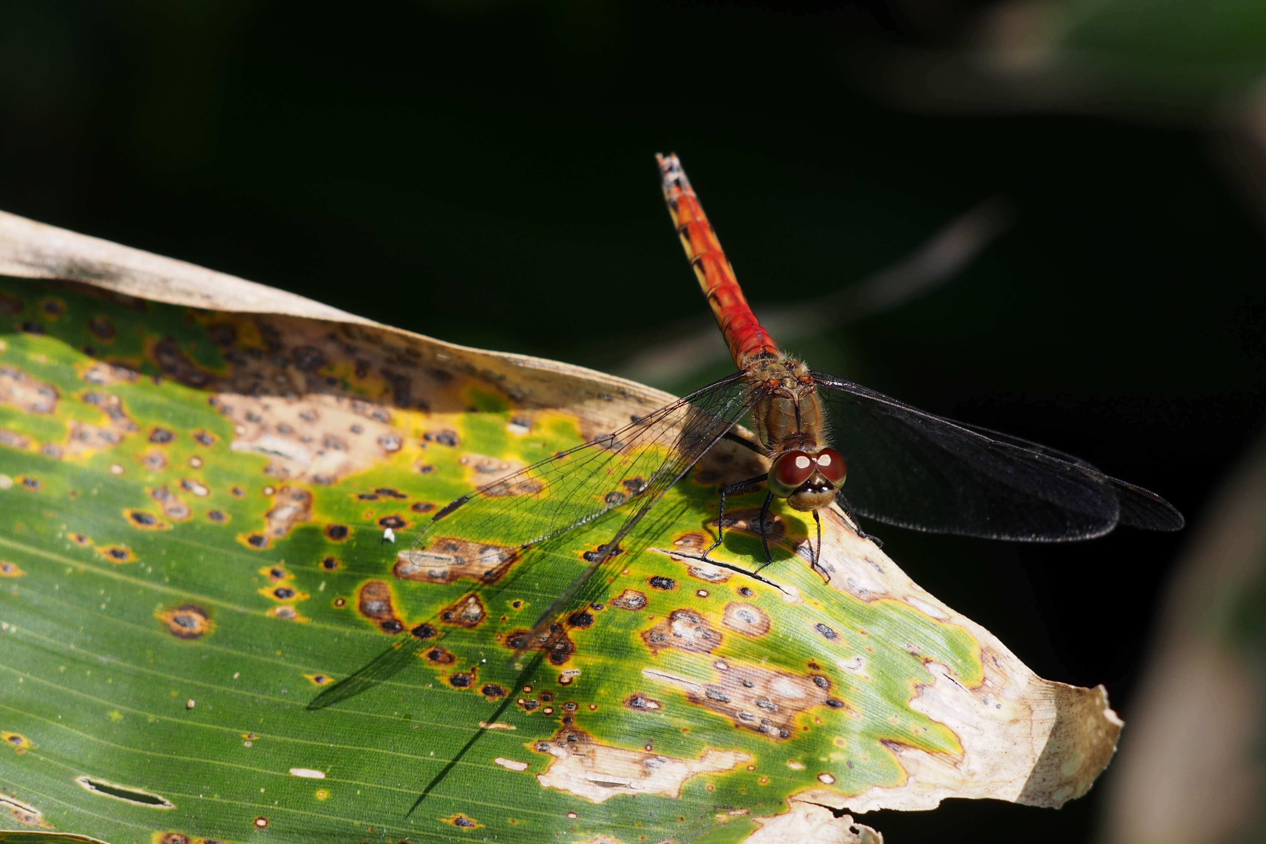 Image of Autumn darter