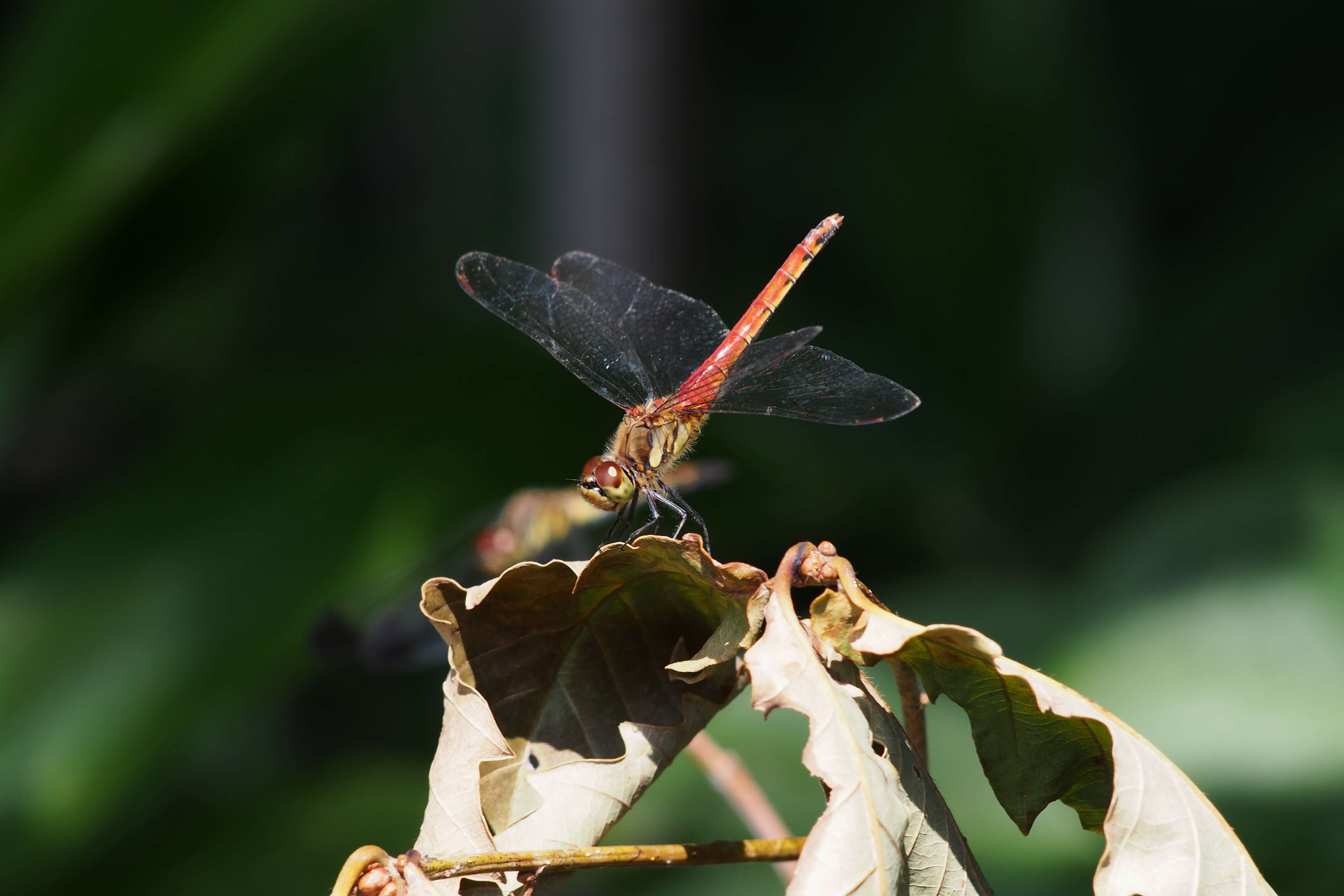 Image of Autumn darter