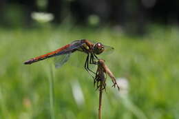 Image of Autumn darter