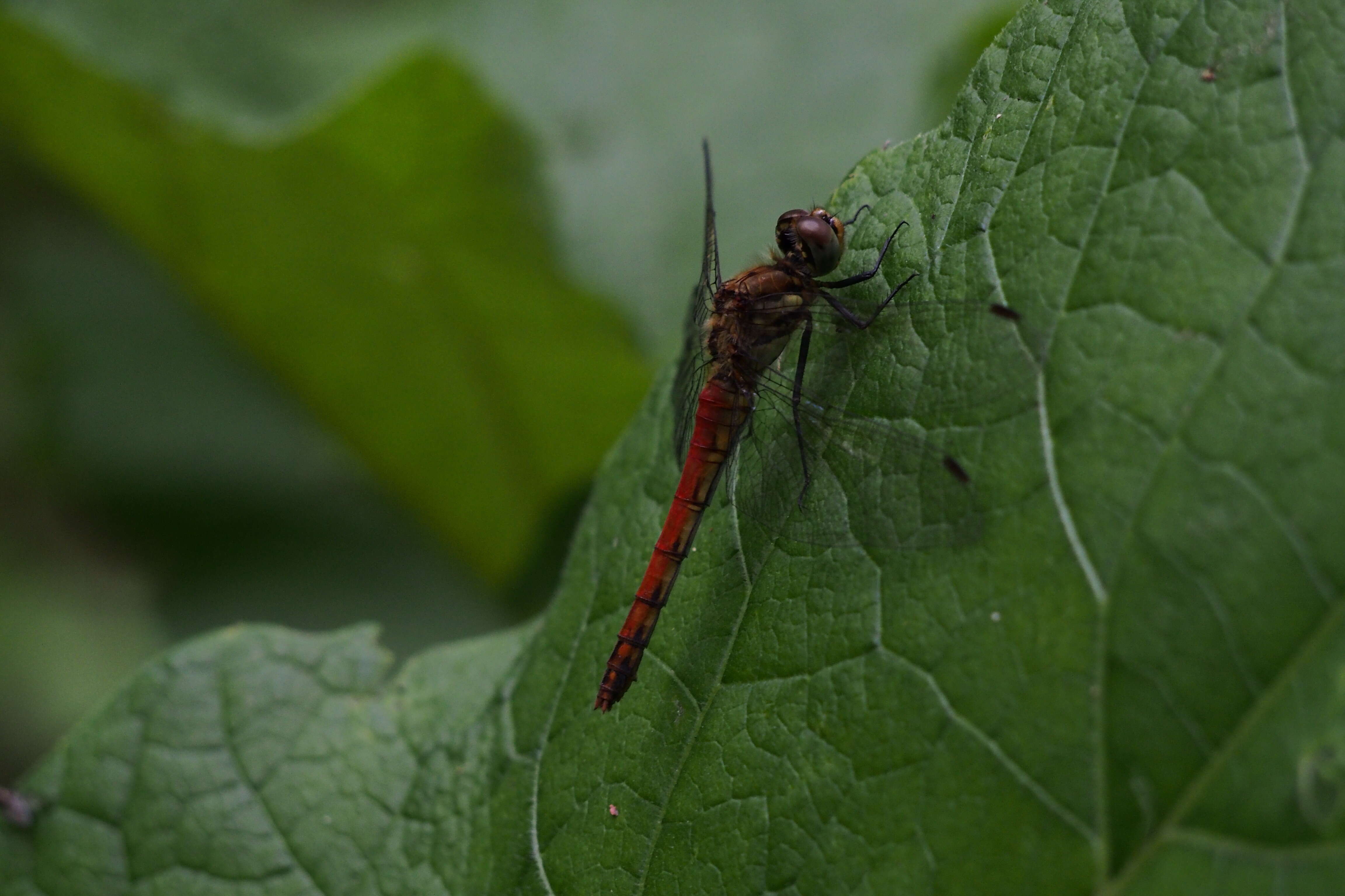 Image de Sympetrum frequens (Selys 1883)