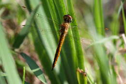 Image of Rainpool Gliders