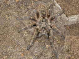 Image of African Horned Baboon Tarantula