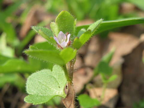 Image of ivy-leaved speedwell