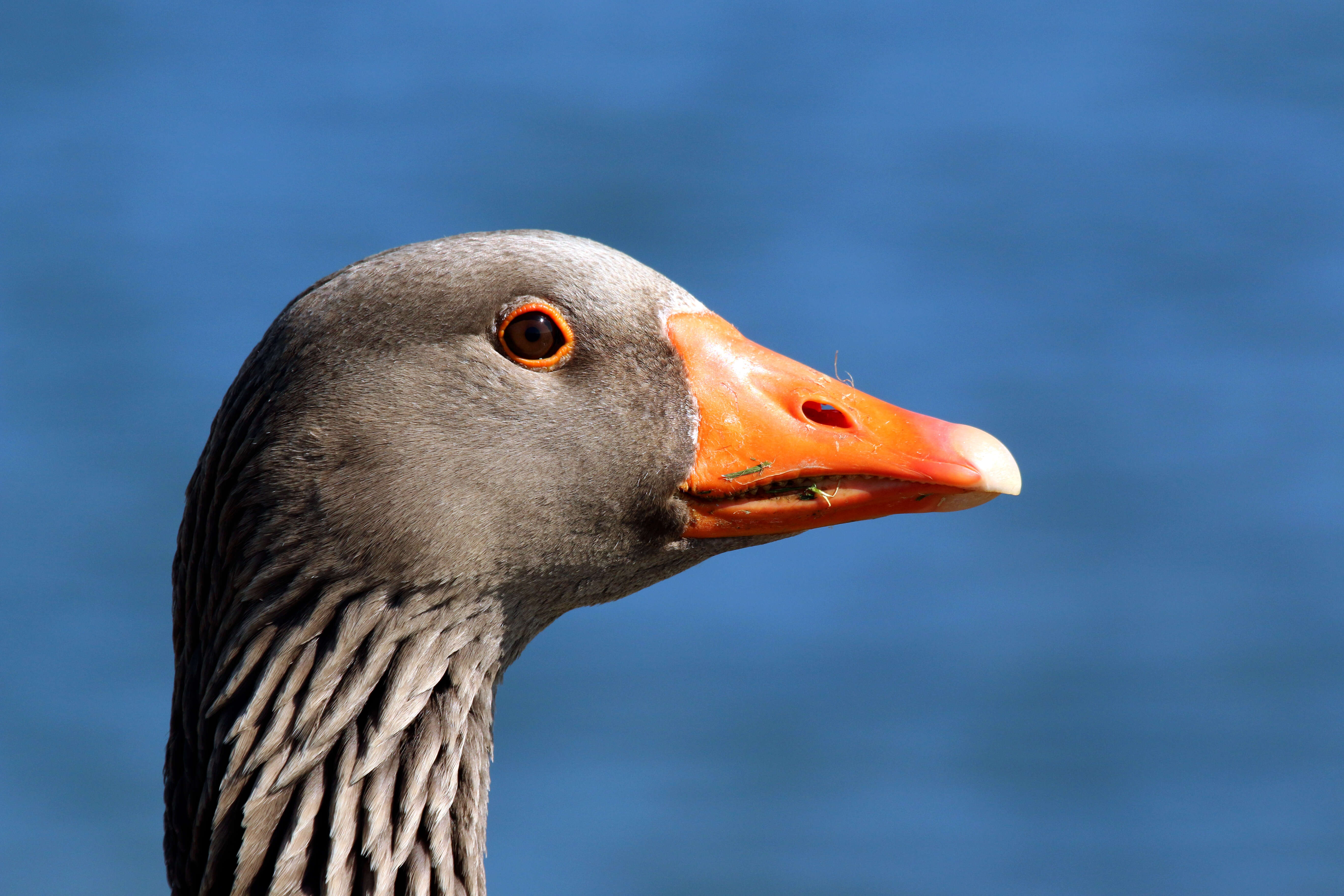 Image of Greylag Goose