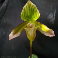 Слика од Paphiopedilum javanicum (Reinw. ex Lindl.) Pfitzer