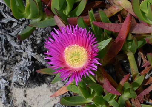 Image of Ice Plants