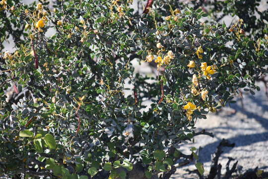 Senna purpusii (Brandegee) H. S. Irwin & Barneby的圖片