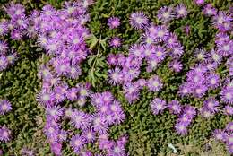 Imagem de Delosperma cooperi (Hook. fil.) L. Bol.