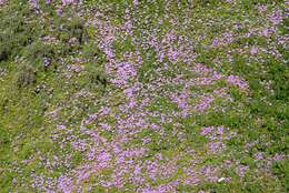 Imagem de Delosperma cooperi (Hook. fil.) L. Bol.