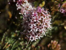 Image of Stoebe fusca (L.) Thunb.