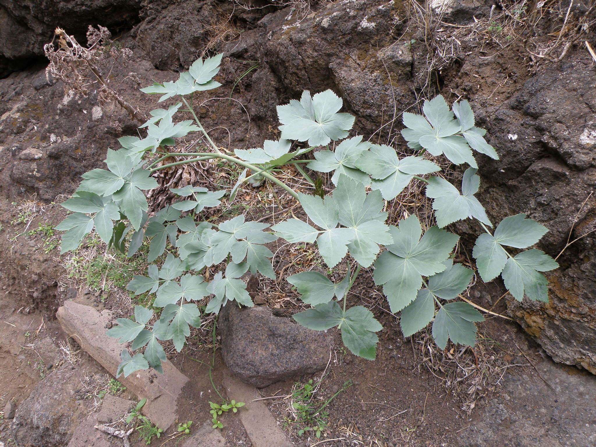 Image of Athamanta cervariifolia (DC.) DC.