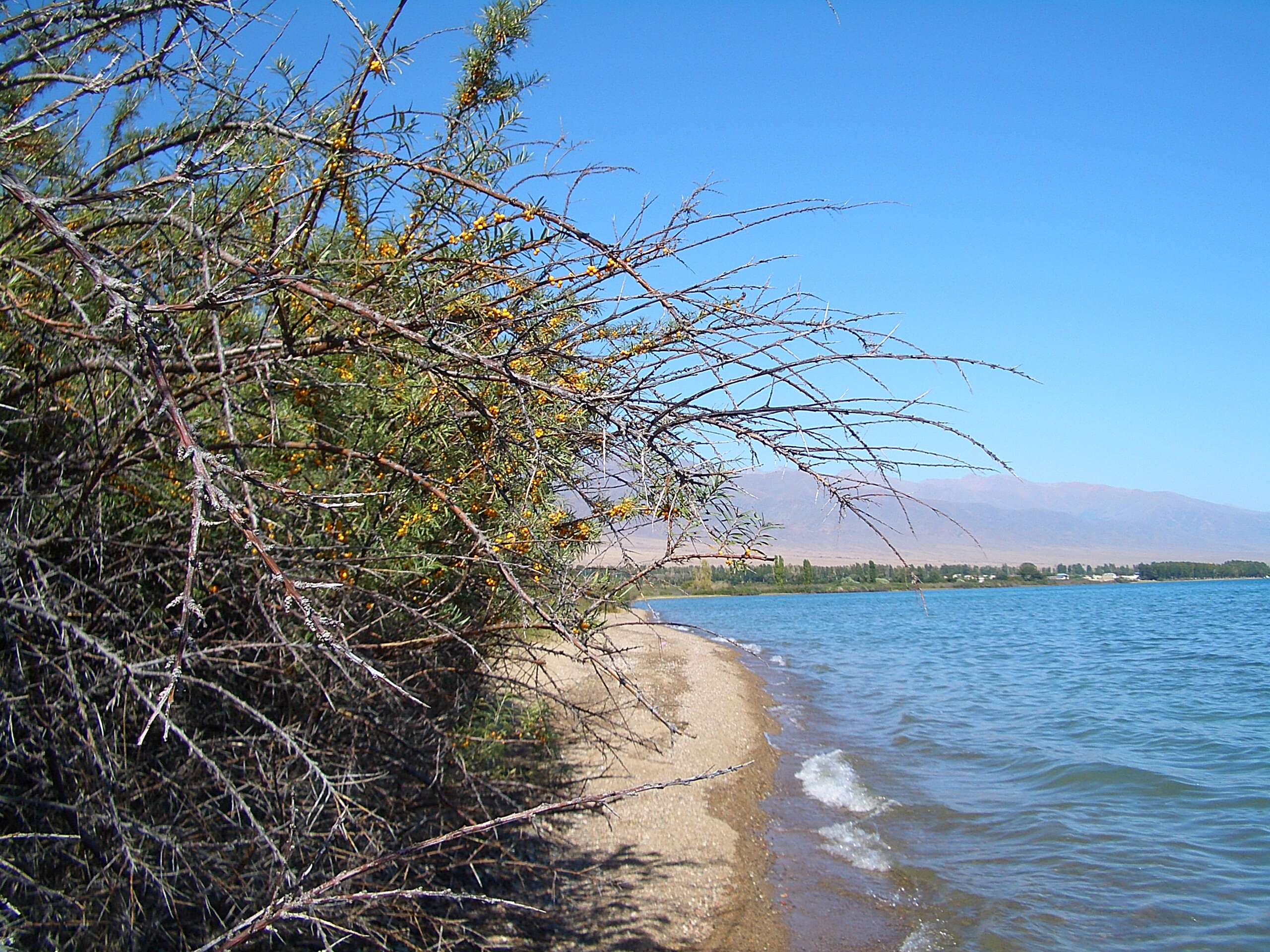 Plancia ëd Hippophae rhamnoides L.