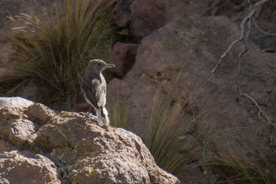 Image of White-tailed Shrike-Tyrant