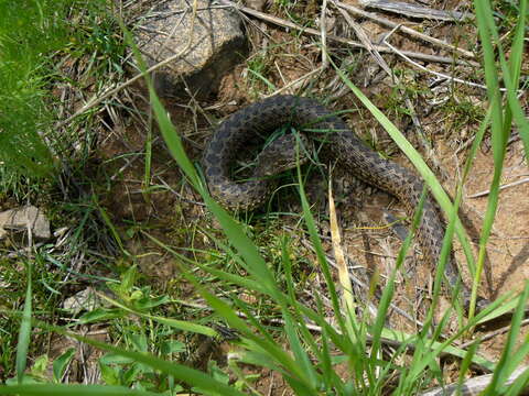 Image of Adder