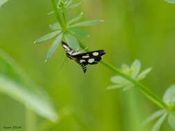 Image of White-Spotted Sable Moth