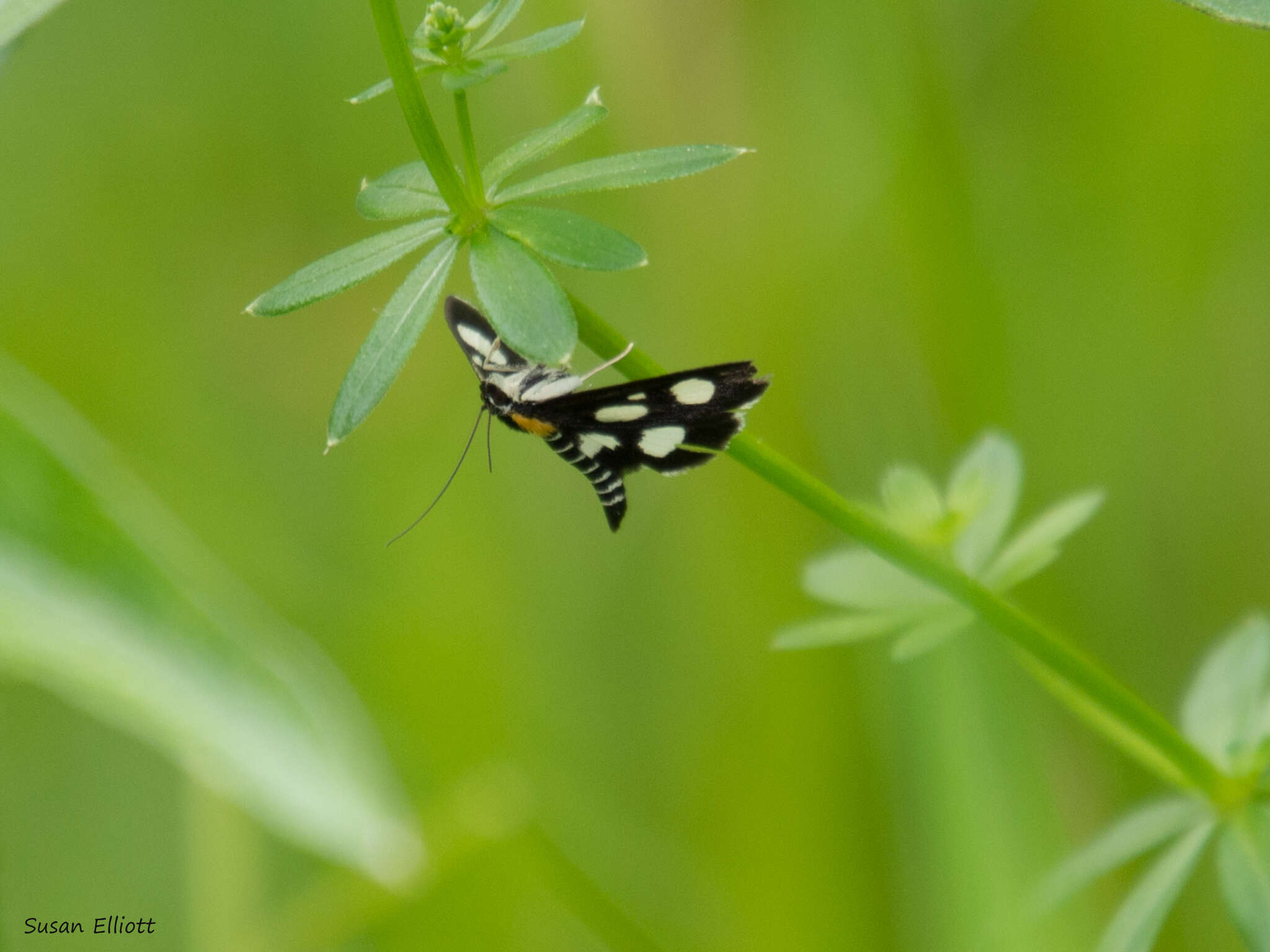 Anania funebris resmi