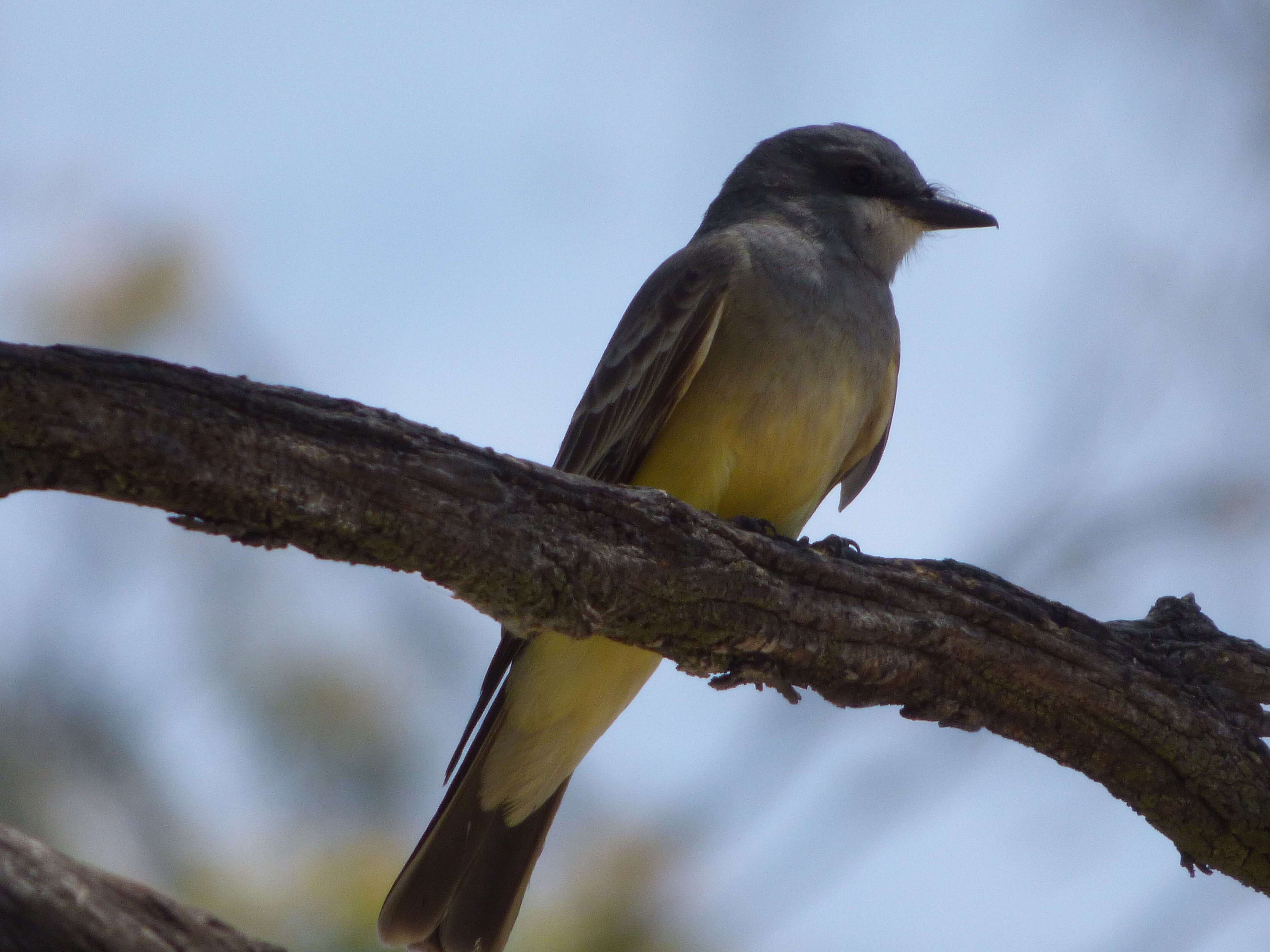 Image of Cassin's Kingbird