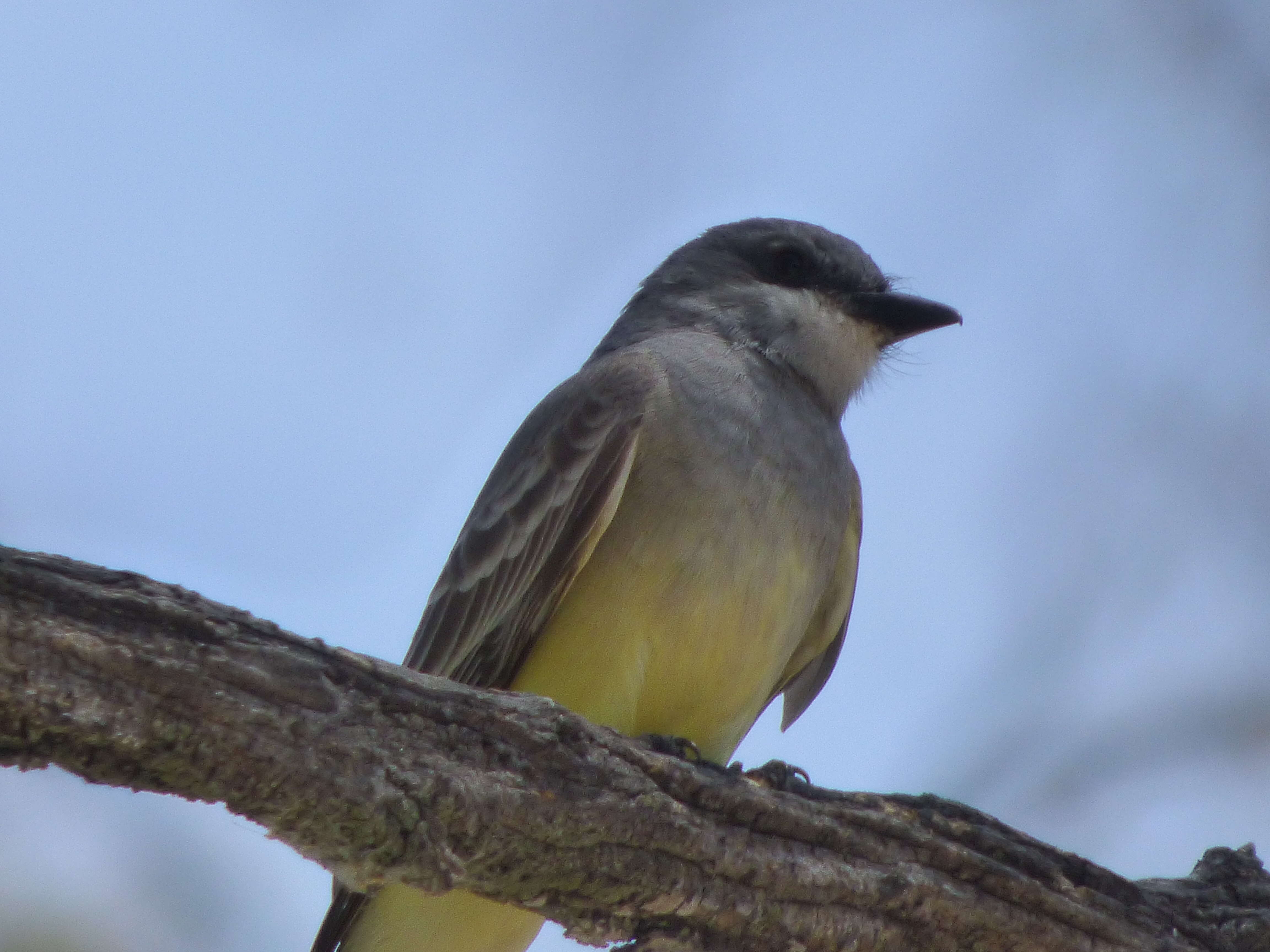 Image of Cassin's Kingbird