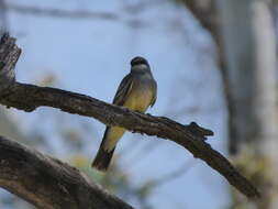 Image of Cassin's Kingbird