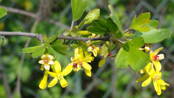 Image of golden currant