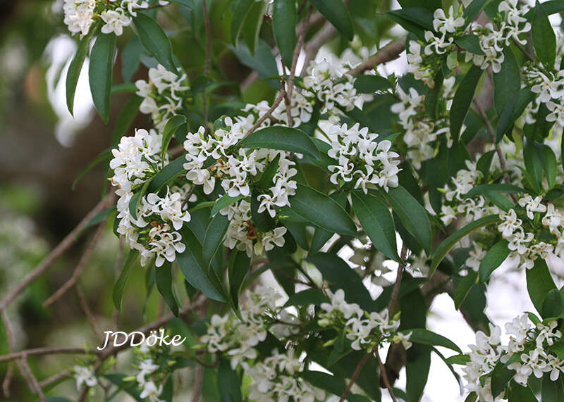 Plancia ëd Tabernaemontana catharinensis A. DC.