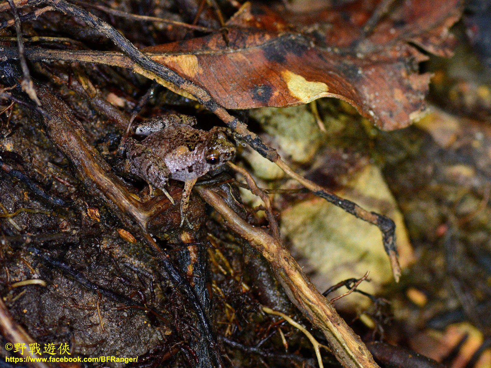 Image of Bornean Chorus Frog